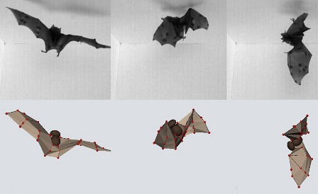 High-speed video and computer models show that bats use inertia to make acrobatic flips and land upside down.